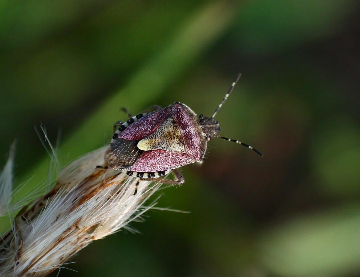 Dolycoris baccarum ? S